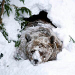 Миниатюра к