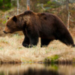 Миниатюра к