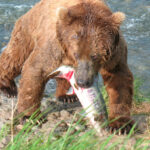 Миниатюра к