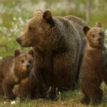 Миниатюра к