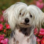 Миниатюра к 