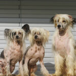 Миниатюра к 