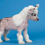 Миниатюра к 