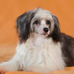 Миниатюра к 