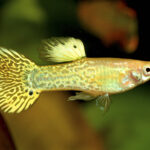 Миниатюра к 