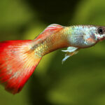 Миниатюра к 