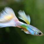 Миниатюра к 