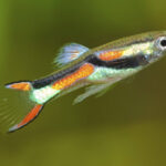 Миниатюра к 