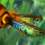 Миниатюра к 