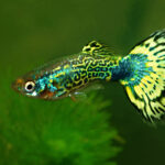 Миниатюра к 