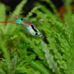 Миниатюра к 