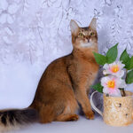 Миниатюра к