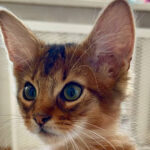 Миниатюра к