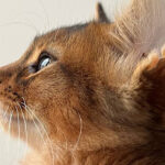 Миниатюра к