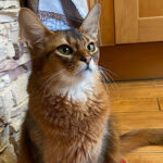 Миниатюра к