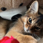 Миниатюра к