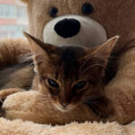 Миниатюра к