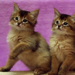 Миниатюра к