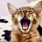 Миниатюра к