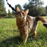 Миниатюра к