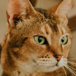 Миниатюра к