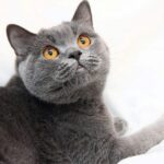 Миниатюра к