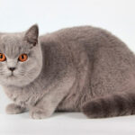 Миниатюра к