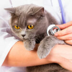 Миниатюра к