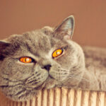 Миниатюра к