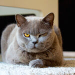 Миниатюра к