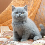 Миниатюра к