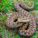 Миниатюра к 