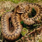 Миниатюра к 