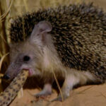 Миниатюра к 