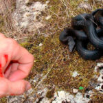 Миниатюра к 