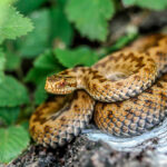 Миниатюра к 