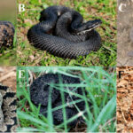 Миниатюра к 