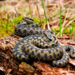 Миниатюра к 