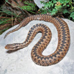 Миниатюра к 