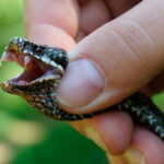 Миниатюра к 