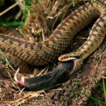 Миниатюра к 