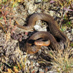 Миниатюра к 