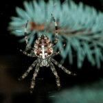 Миниатюра к