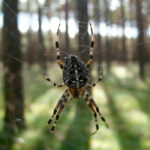 Миниатюра к