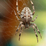 Миниатюра к