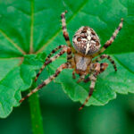 Миниатюра к