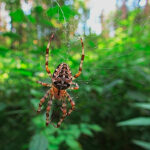 Миниатюра к