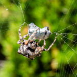 Миниатюра к