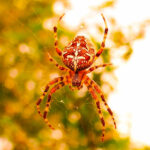 Миниатюра к