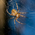 Миниатюра к